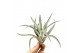 Tillandsia harissi 101591 tillandsia harissi1 bl. 