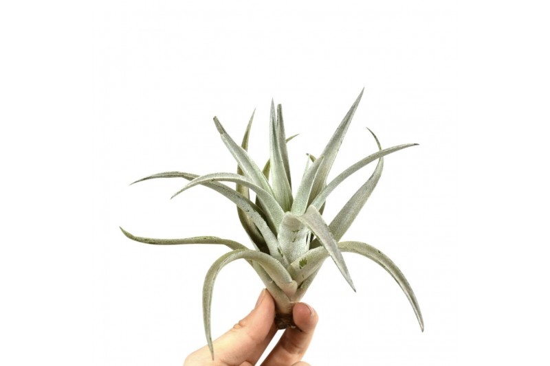 Tillandsia harissi 101591 tillandsia harissi1 bl. 