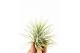 Tillandsia tillandsia ionantha groen1 bl. 