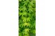 Acer palmatum ryusen Acer palm. Ryusen ® 