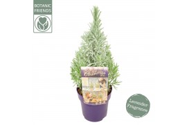 Lavandula angustifolia Lavandula ang. Christmas Tree