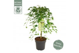 Acer palmatum Acer palm. Cascade Emerald40 cm cm stam