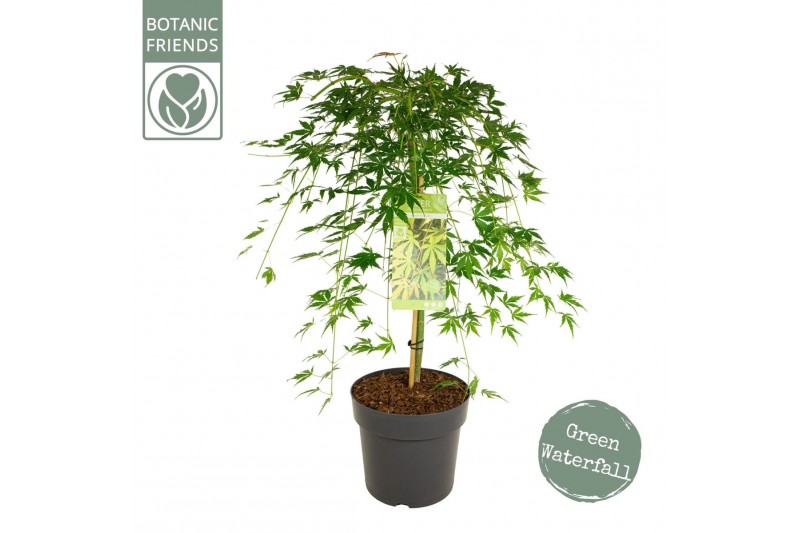 Acer palmatum Acer palm. Cascade Emerald40 cm cm stam 