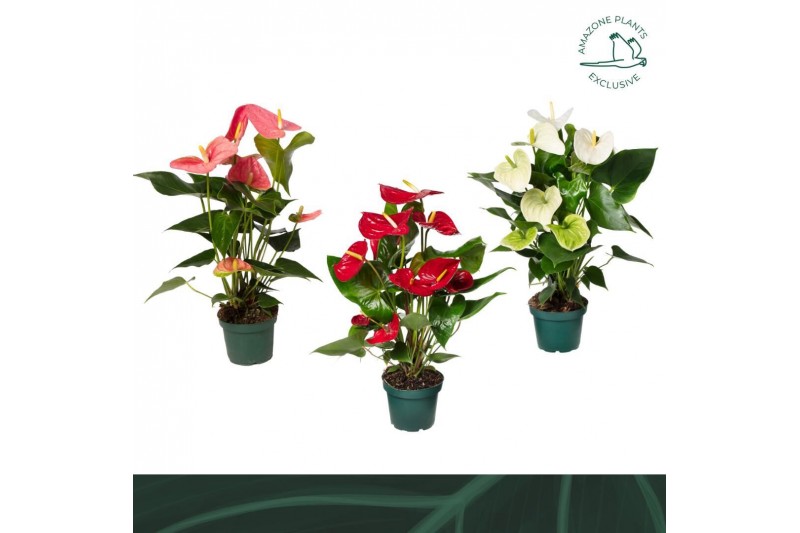 Anthurium andr. mix 4 kleuren Anthurium mix 14cm 4 kleuren5 bl. 