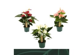 Anthurium andr. mix 4 kleuren Anthurium mix 9cm 4 kleuren3 bl.