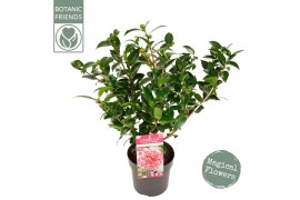 Camellia Camellia wil. Volunteer ® Premium25 bl.