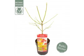 Acer shirasawanum Acer shirasawanum Moonrise ® PREMIUM