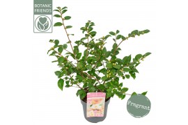 Camellia japonica Camellia ja.Winter Perfume Pearl® Premium50 bl.