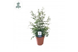 Pteris ensiformis evergemiensis Pteris evergemiensis -Air So Pure15 cm