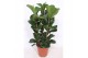 Ficus lyrata bambino Ficus lyrata bambino 3 per pot3 pp 