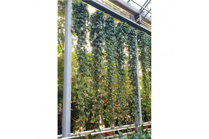 Philodendron scandens Philodendron Scandens15 pp 