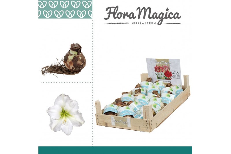 Bollen droog hippeastrum Amaryllis 28/30 Bulb Wit in Wooden Crate 