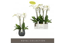 Phalaenopsis wit Fortuno Largo 4 spike in Esra Graphite24 bl. 4 tak/pl