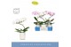 Phalaenopsis mix Balletto Mix 1 spike in Molise White Aquo9 bl. 1 tak/ 