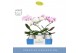 Phalaenopsis mix Balletto Mix 1 spike in Molise White Aquo9 bl. 1 tak/ 