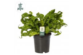 Asplenium antiquum hurricane Asplenium Hurricane - Air So Pure