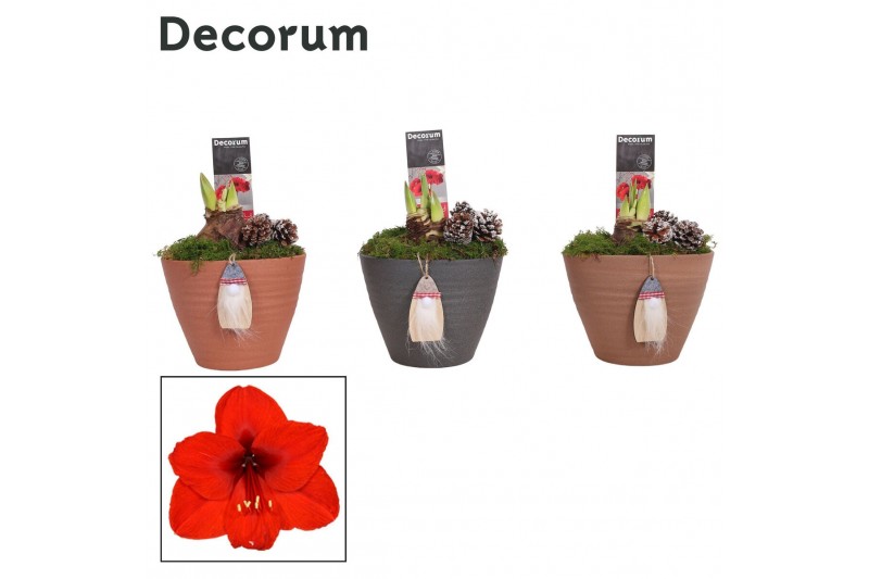 Hippeastrum Rood 2 Knop Kaja KERST (Decorum) 