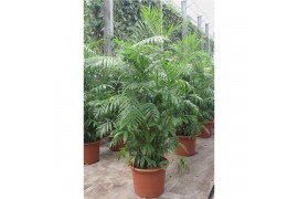 Chameadorea seifrizii Chamaedorea Seifrizii50 pp