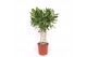 Ficus benghalensis Ficus Benghalensis6 pp 