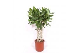 Ficus benghalensis Ficus Benghalensis6 pp