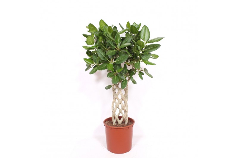 Ficus benghalensis Ficus Benghalensis6 pp 