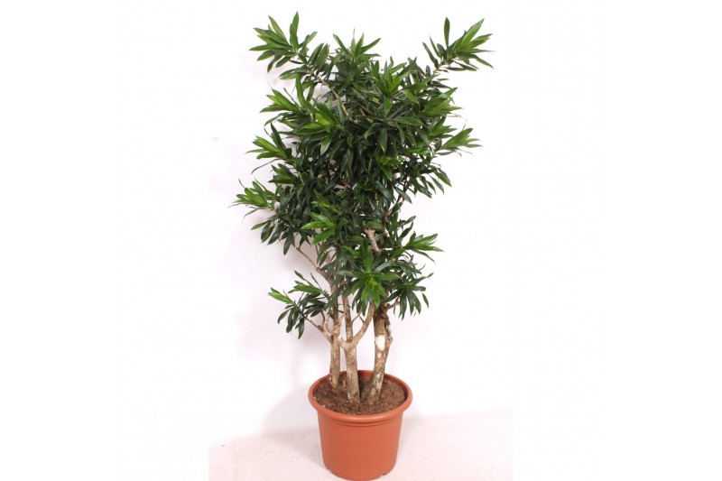 Dracaena reflexa Dracaena reflexa1 pp 