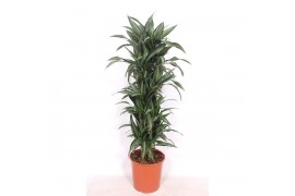 Dracaena fragr. der. ulises Dracaena Ulises12 pp