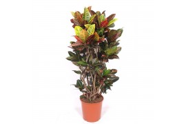 Codiaeum variegata petra Codiaeum Petra 1 pp