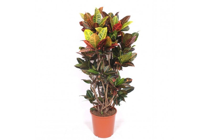 Codiaeum variegata petra Codiaeum Petra 1 pp 