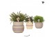 Rhipsalis mix Kolibri Greens Rhipsalis mix in Ethnic pot khaki mix1 pp 