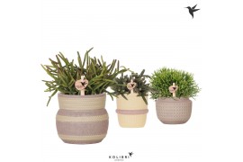 Rhipsalis mix Kolibri Greens Rhipsalis mix in Ethnic pot khaki mix1 pp