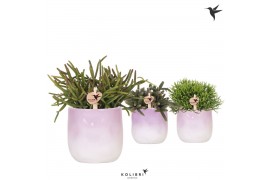 Rhipsalis mix Kolibri Greens Rhipsalis mix in Gradience pot lila mix1 