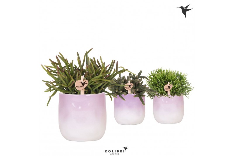 Rhipsalis mix Kolibri Greens Rhipsalis mix in Gradience pot lila mix1  