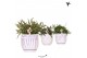 Rhipsalis mix Kolibri Greens Rhipsalis mix in Granada pot lila mix1 pp 