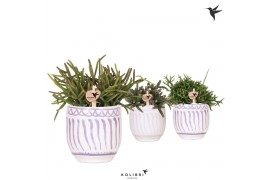 Rhipsalis mix Kolibri Greens Rhipsalis mix in Granada pot lila mix1 pp