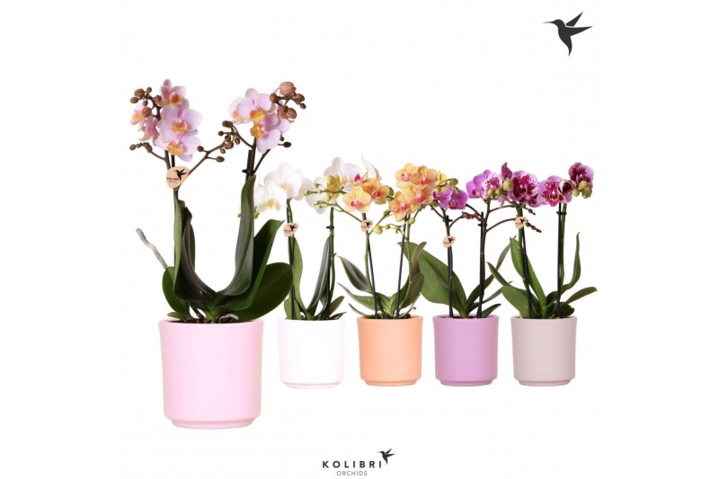 Phalaenopsis mix Kolibri Orchids Phalaenopsis mix 2 spike in Simplicit 