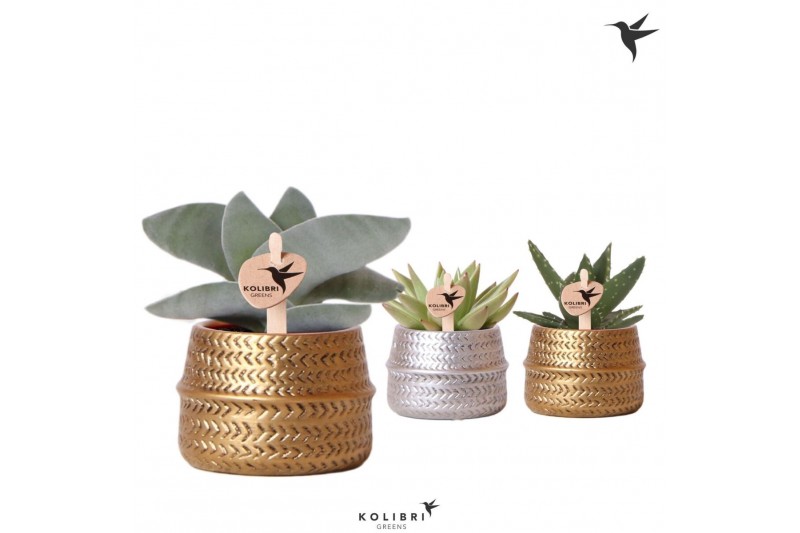 Succulenten mix Kolibri Greens Succulenten mix in Groove pot mix1 pp 