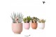 Succulenten mix Kolibri Greens Succulenten mix in Glazed pot mix1 pp 
