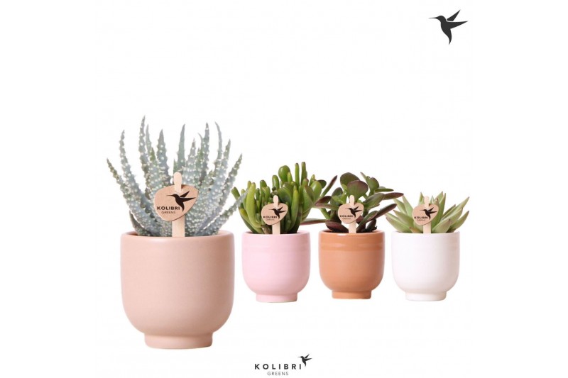 Succulenten mix Kolibri Greens Succulenten mix in Glazed pot mix1 pp 