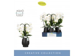 Phalaenopsis anthura madrid Fontano Bellagio 3 spike in Abruzzo Black 