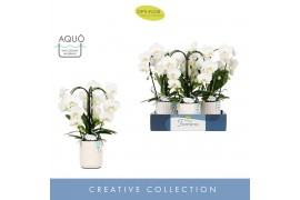 Phalaenopsis anthura madrid Fontano Bellagio 3 spike in Molise White A