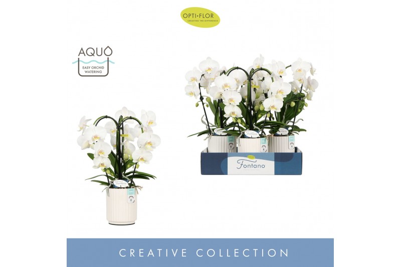 Phalaenopsis anthura madrid Fontano Bellagio 3 spike in Molise White A 