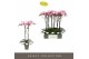 Phalaenopsis roze Optistar Madonna 2 spike15 bl. 2 tak/plnt 