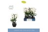 Phalaenopsis wit Fontano Bellagio 4 spike in Abruzzo Black Aquo30 bl. 