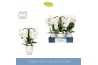 Phalaenopsis wit Fontano Bellagio 3 spike in Emilia White Aquo 25 bl. 