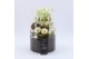 Arrangementen helleborus NHCR-2512 Verboom Helleborus 1 pp 