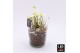 Arrangementen helleborus NHCR-2515LED Verboom Helleborus 1 pp 