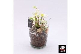 Arrangementen helleborus NHCR-2515LED Verboom Helleborus 1 pp