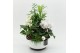 Arrangementen kerst XMASXL-2506 Kerst XL 4 pp 