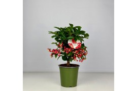 Ardisia crenata bos premium jingle berries Jingle Berries™ 12cm Mini A